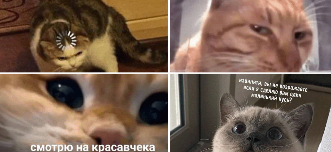 Мемы с котами, которые поднимут настроение